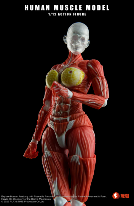 [PREORDER 091326] 1/12 Human Muscle Red Woman