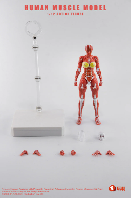[PREORDER 091326] 1/12 Human Muscle Red Woman