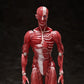 [PREORDER] Figma Human Anatomical Model