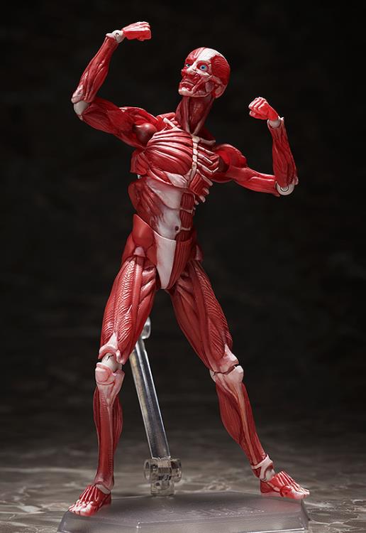 [PREORDER] Figma Human Anatomical Model